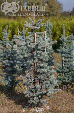 Купить ель колючая hoopsii деревья и растения