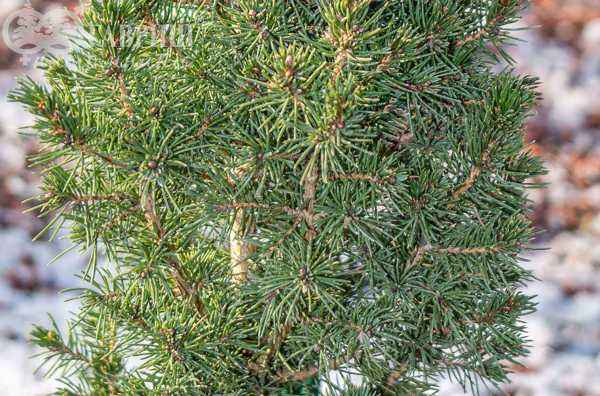 Купить ель канадская conica (albertiana conica) деревья и растения