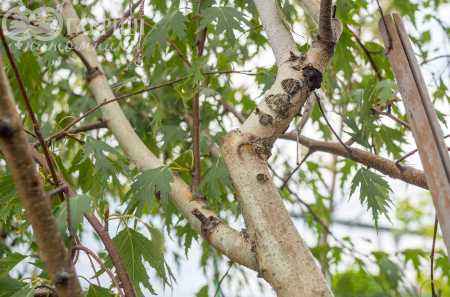 Саженцы береза плакучая laciniata (var. dalecarlica )