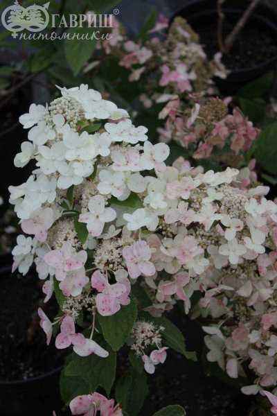 саженцы Гортензия метельчатая Wim's Red