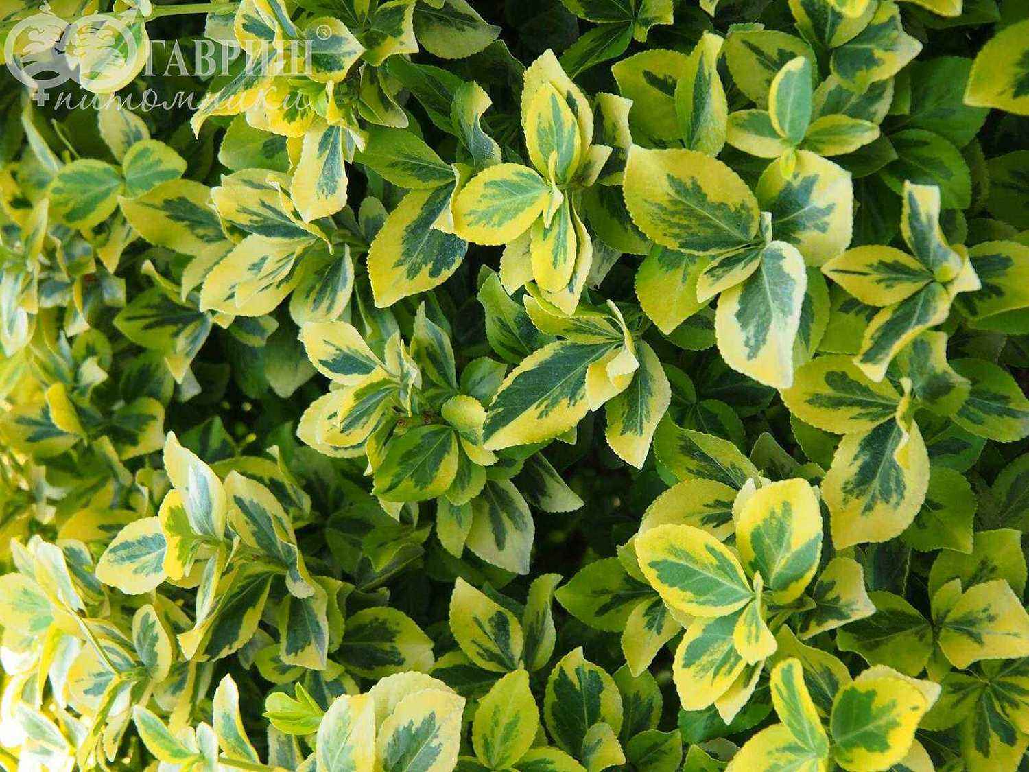 Бересклет Форчуна Emerald Gold