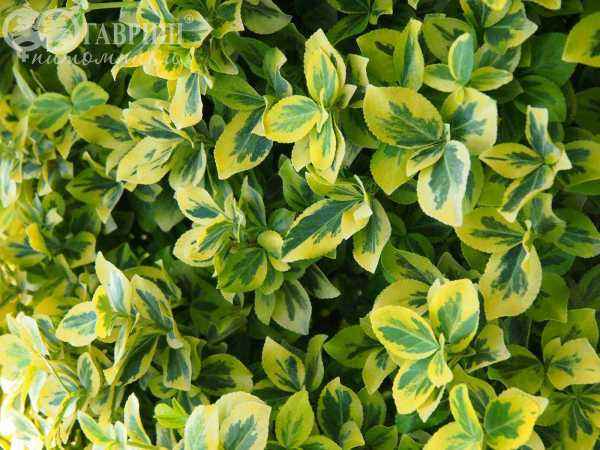 саженцы Бересклет Форчуна Emerald Gold