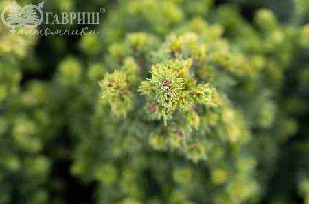 Купить ель канадская rainbow's end деревья и растения