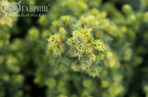 Купить ель канадская rainbow's end деревья и растения