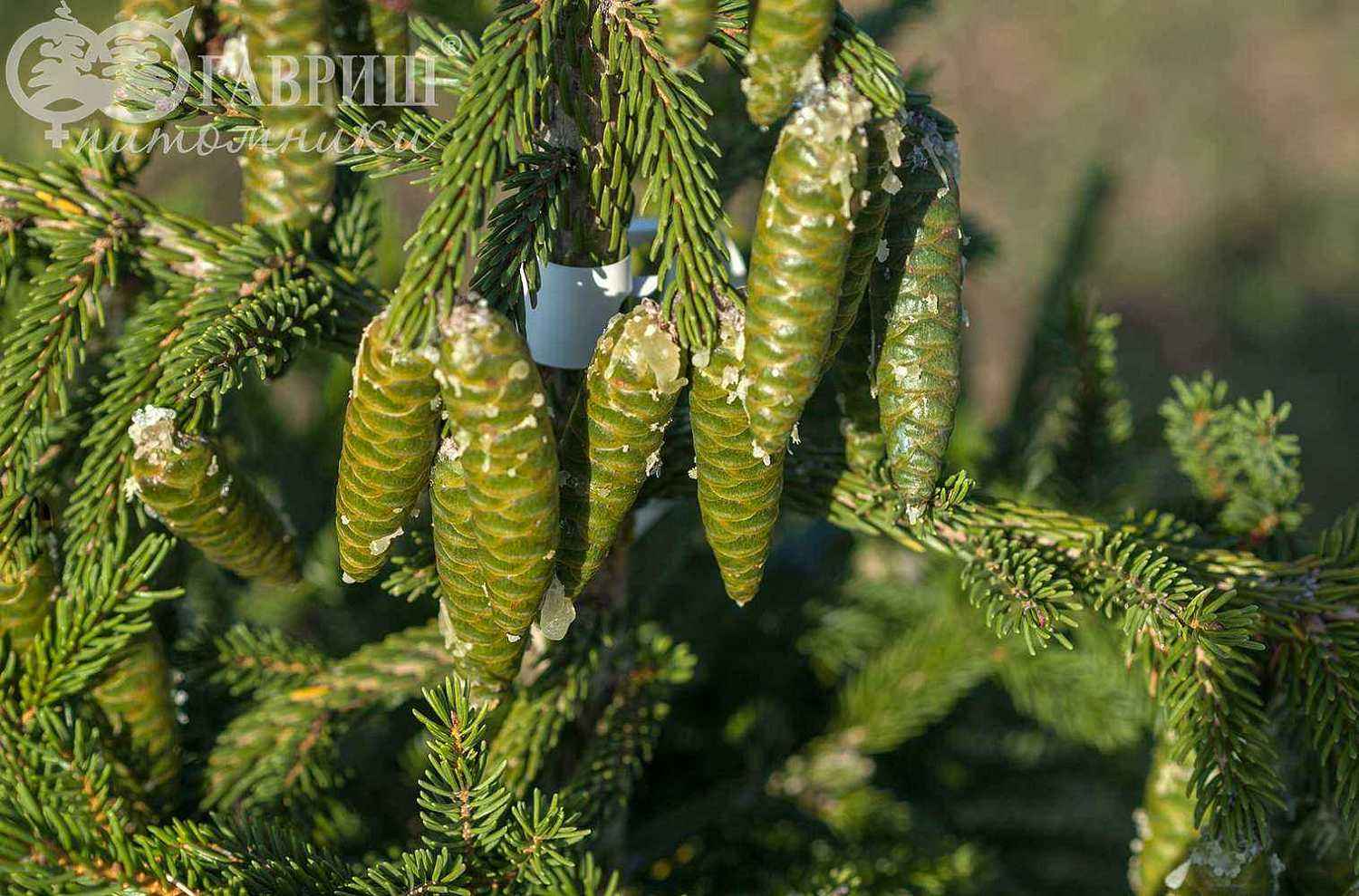 Ель восточная Aureospicata