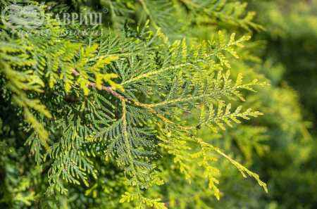Купить туя западная columna деревья и растения