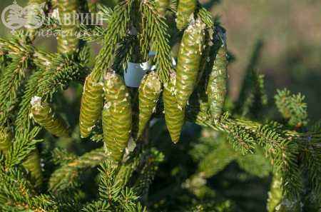 Купить ель восточная aureospicata деревья и растения
