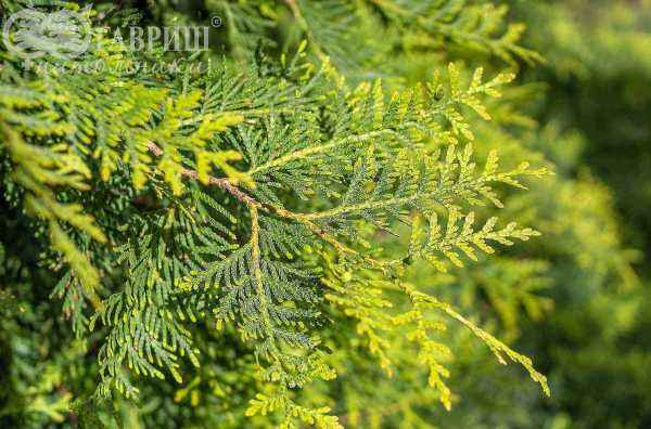 Купить туя западная columna деревья и растения