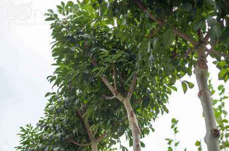 Саженцы рябина круглолистная (ария) magnifica