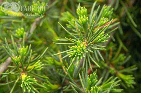 саженцы Кедр деодара Pendula