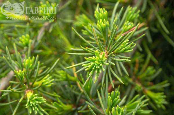 саженцы Кедр деодара Pendula