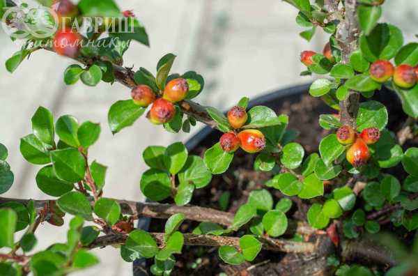 саженцы Кизильник нан-шаньский Boer