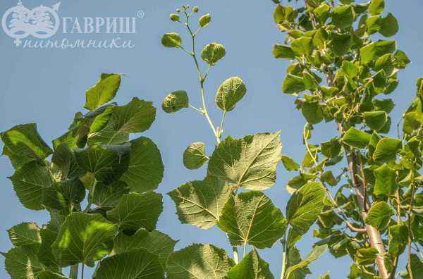 Саженцы липа крупнолистная fastigiata