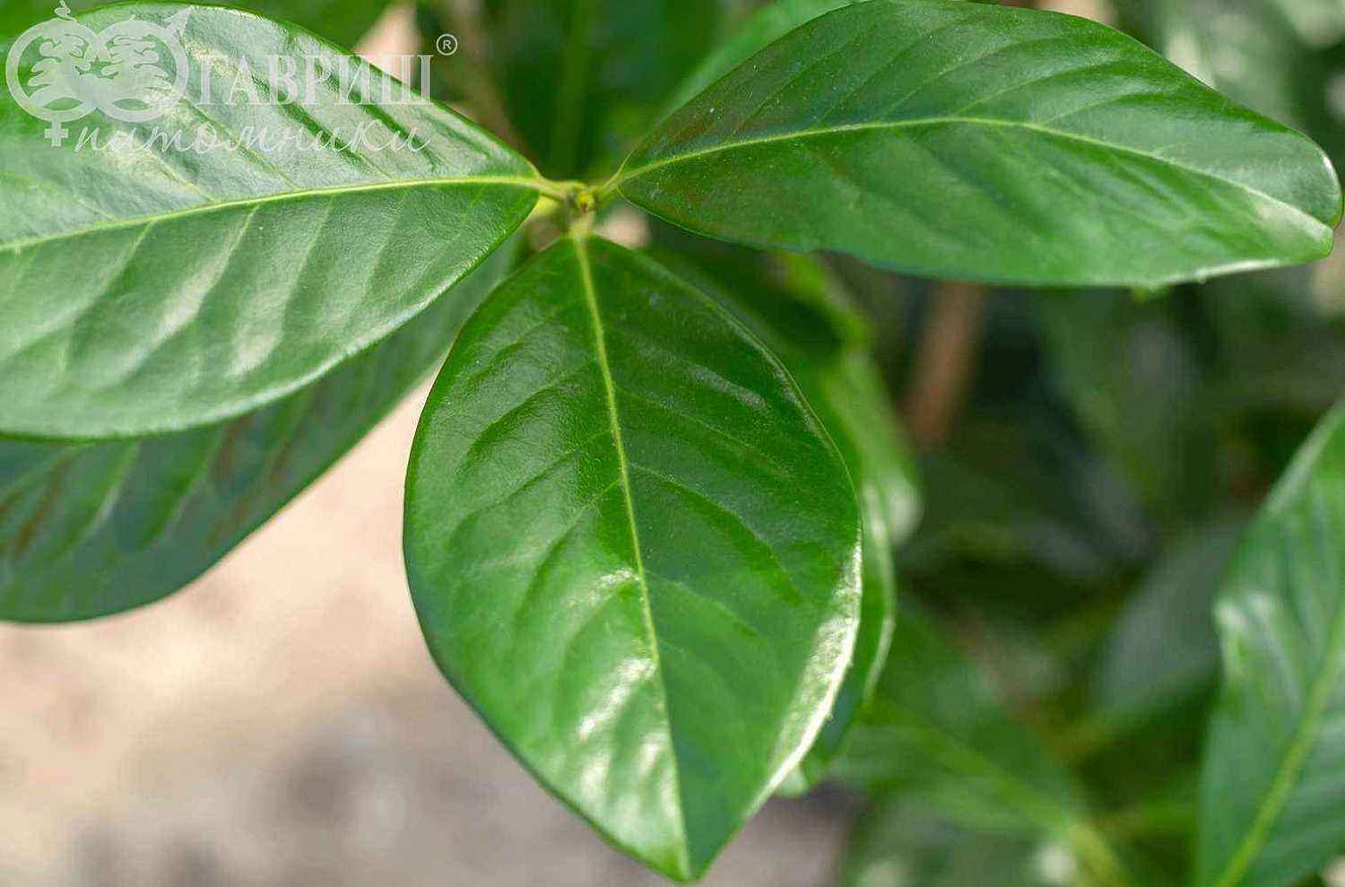 Лавровишня