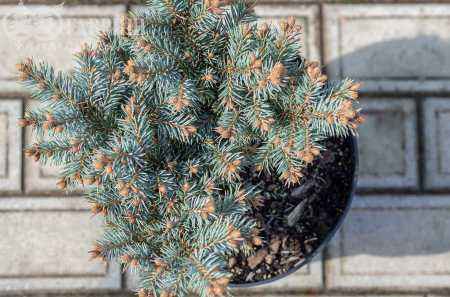 Купить ель обыкновенная pumila glauca деревья и растения