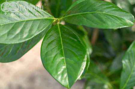 саженцы Лавровишня