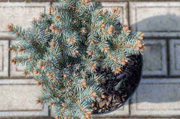 Купить ель обыкновенная pumila glauca деревья и растения