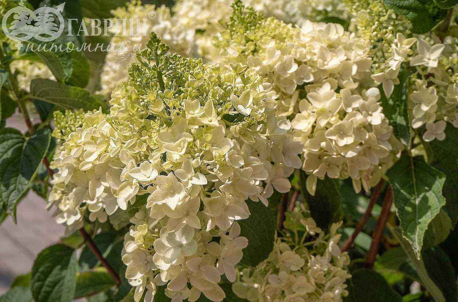 Гортензия метельчатая Candlelight