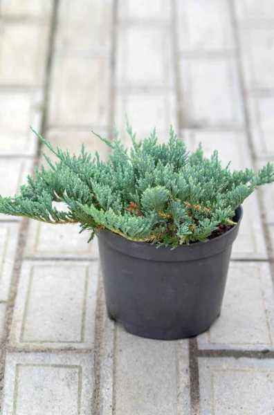 Купить можжевельник горизонтальный blue chip деревья и растения