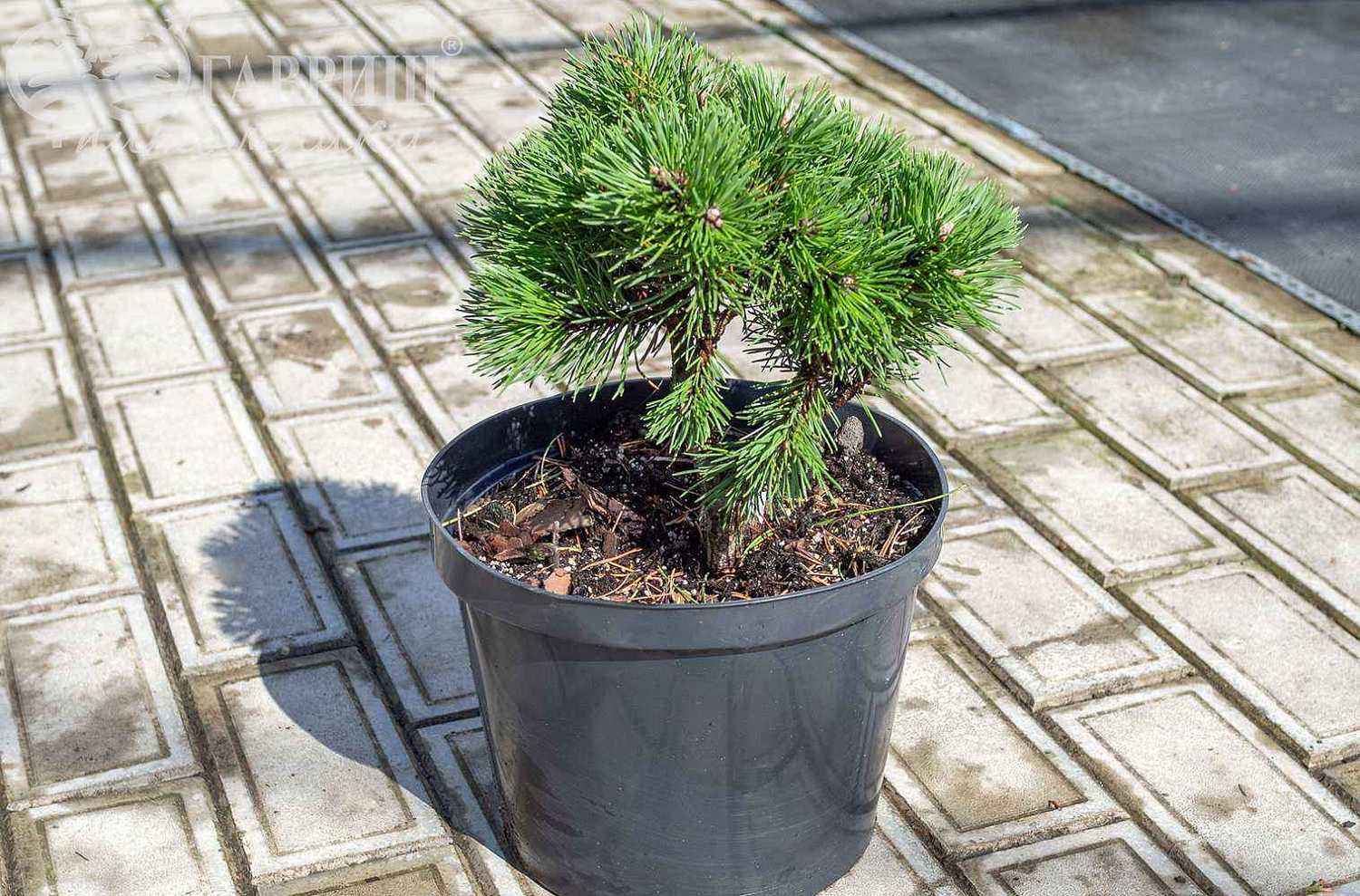 Сосна горная Ofenpass