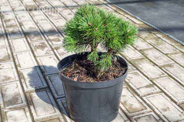 Купить сосна горная ofenpass деревья и растения