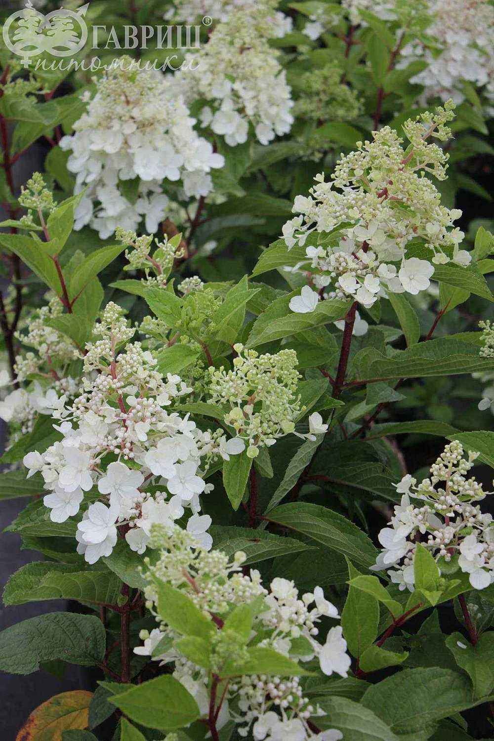 Гортензия метельчатая Pinky Winky