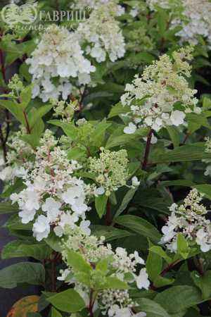 саженцы Гортензия метельчатая Pinky Winky