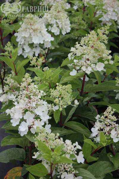 саженцы Гортензия метельчатая Pinky Winky