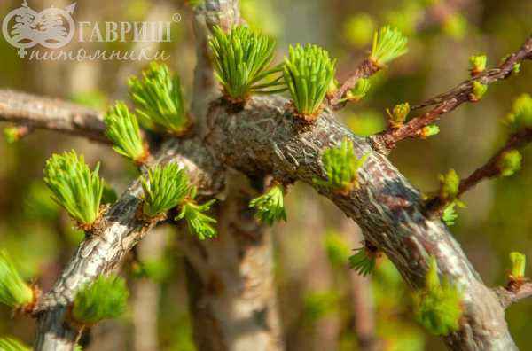 Купить лиственница японская stiff weeper деревья и растения