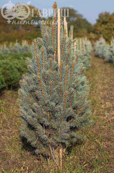 Купить ель колючая iseli fastigiata деревья и растения