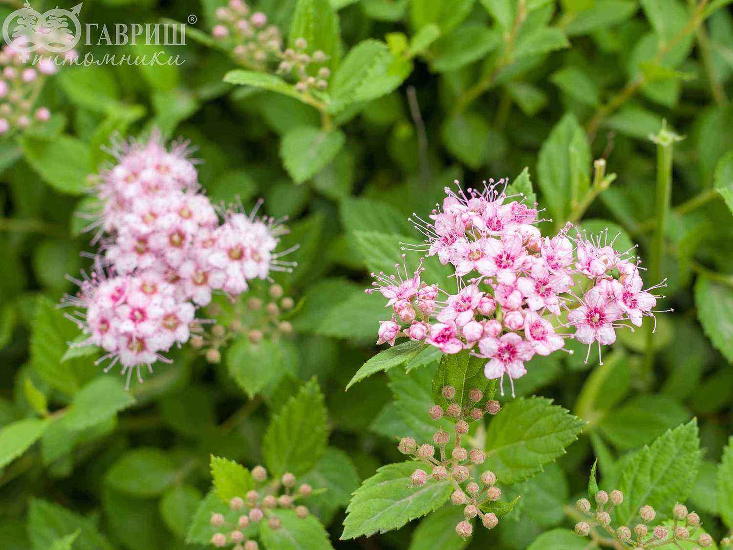 Спирея японская Little Princess
