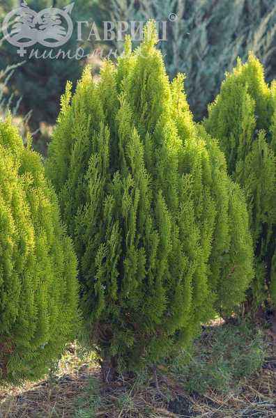 Купить туя восточная aurea nana деревья и растения