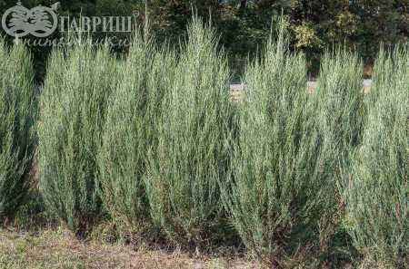 Купить можжевельник скальный fischt деревья и растения