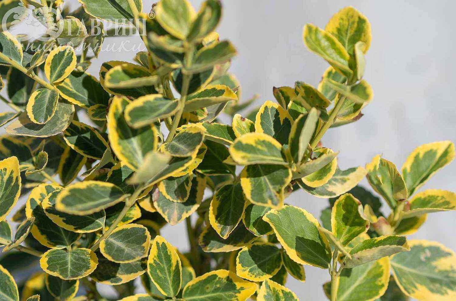 Бересклет Форчуна Canadele Gold