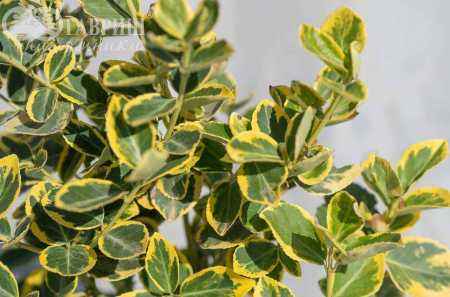 саженцы Бересклет Форчуна Canadele Gold