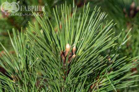 Купить сосна тунберга sayonara деревья и растения