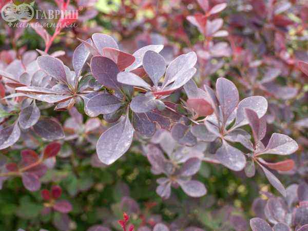саженцы Барбарис оттавский Auricoma