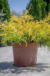 Купить кипарисовик горохоплодный filifera aurea деревья и растения