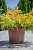 Купить кипарисовик горохоплодный filifera aurea деревья и растения