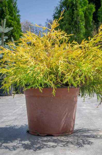 Купить кипарисовик горохоплодный filifera aurea деревья и растения