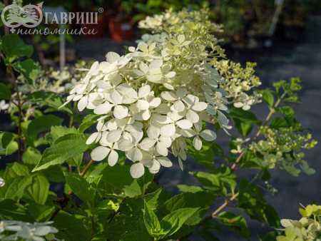 саженцы Гортензия метельчатая Phantom