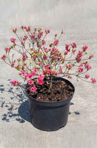 саженцы Азалия японская Kermesina