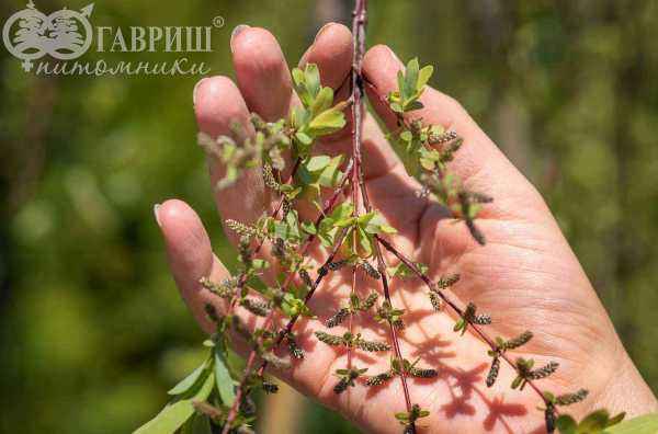 саженцы Ива козья Curly Locks