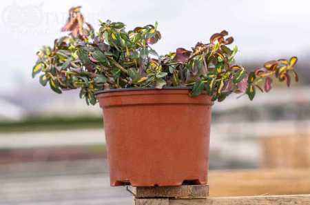 саженцы Бересклет Форчуна Interbolwi