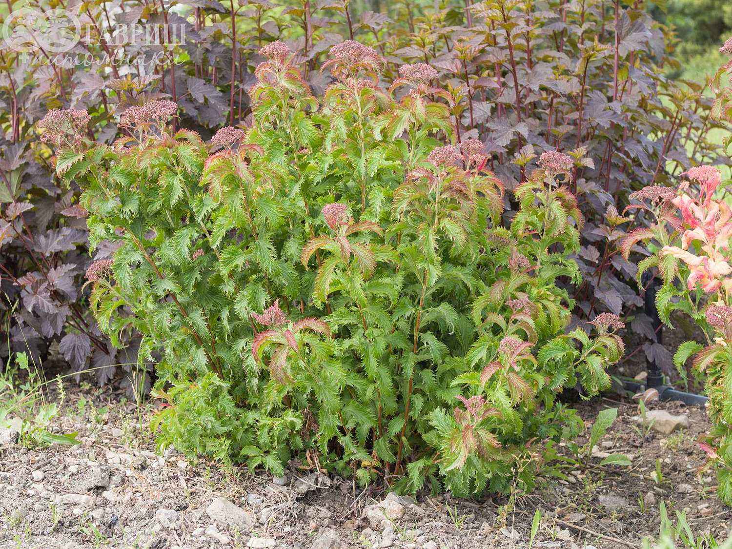 Спирея японская Crispa