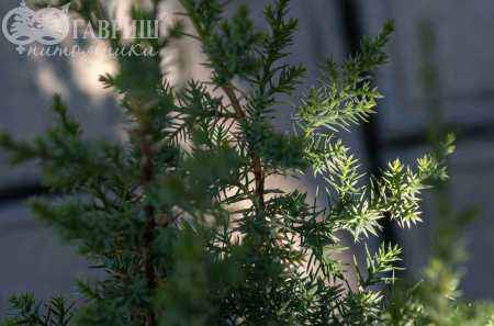 Купить можжевельник китайский monarch деревья и растения