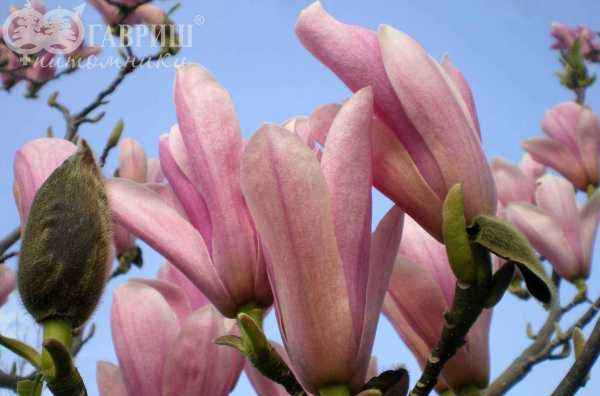 Саженцы магнолия heaven scent Саженцы магнолия heaven scent