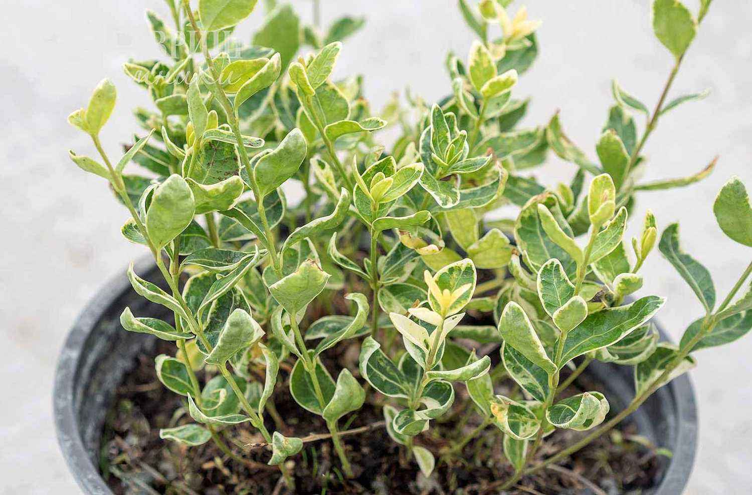 Барвинок малый Gertrude Jekyll