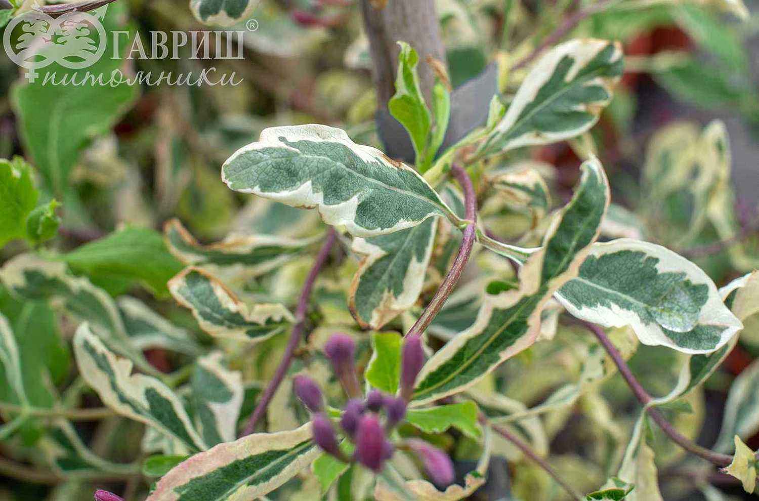 Жимолость Гекрота Variegata