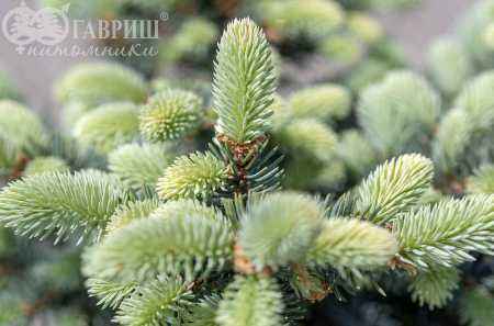 Купить ель колючая glauca globosa деревья и растения